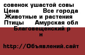 совенок ушастой совы › Цена ­ 5 000 - Все города Животные и растения » Птицы   . Амурская обл.,Благовещенский р-н